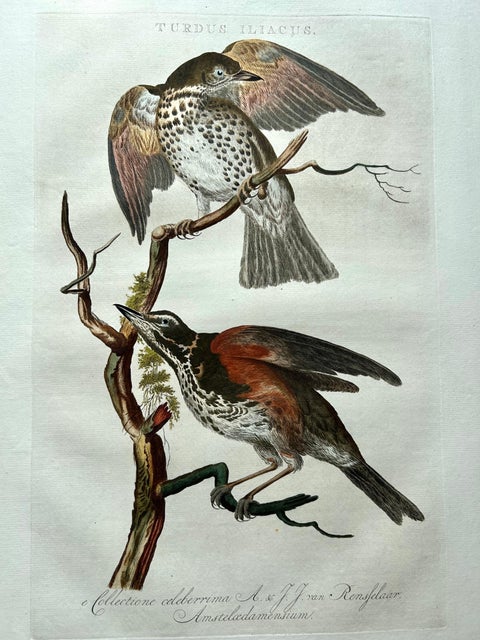 Redwing Thrush, Antique Bird Print by Nozeman and Sepp, 1770, view 3