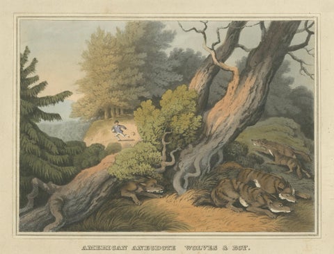Hand-Coloured Aquatint 'American Anecdote Wolves & Boy', 1813, close-up 1