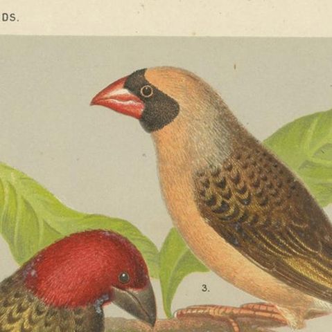 Antique Bird Print of the Red-Faced Weaver-Bird, Red-Billed Quelea, ca.1880, close-up 1