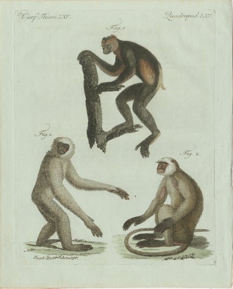 Original Antique Print of Three Monkeys by Bertuch, circa 1805, view 2