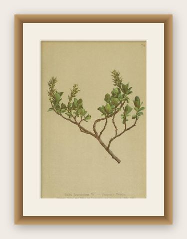 Antique Botany Print of The Salix Jacquiniana Plant by Palla, 1897, shown framed
