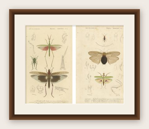 Antique Orthoptères Pair, Grasshoppers, Mantids & Earwigs, French c.1800, shown framed