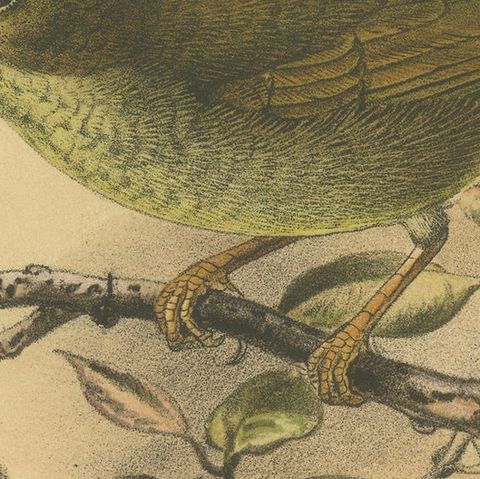 Antique Lithograph of Plain-coloured Spiderhunter by Keulemans, Sumatra c.1887, close-up 5
