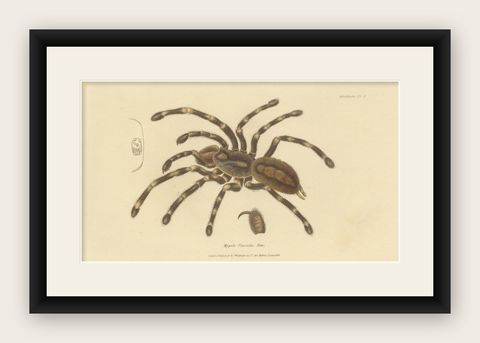 Antique Print of a Female Sri Lanka Ornamental Tiger Spider or Tarantula, 1833, shown framed