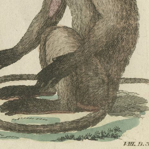 Gibbon and Monkeys, Antique Bertuch Print, Vienna, circa 1805, close-up 3