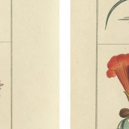 Pair of Hand-Colored Botanical Engravings of Ornamental Flowers, London 1828, close-up 1