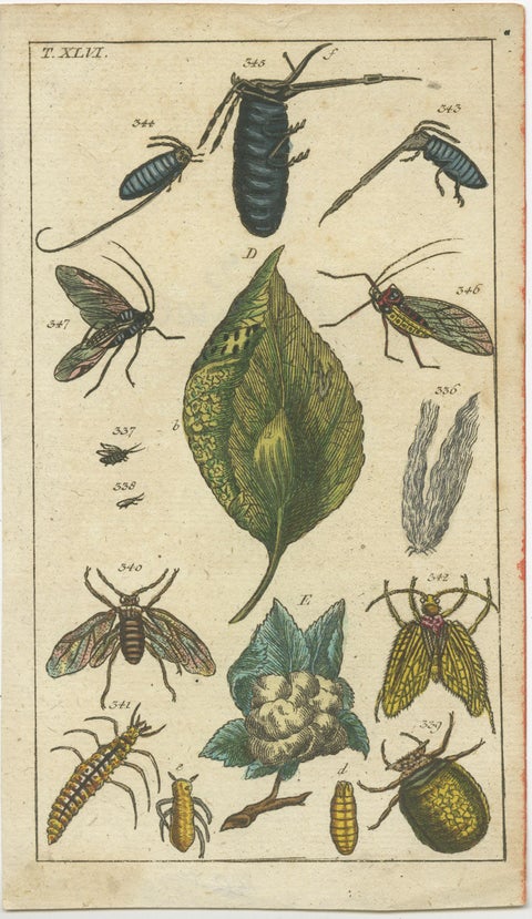 Exquisite Antique Natural History Prints: Insects, Larvae, and Life Cycles, 1832, view 3