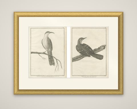 California Birds, Northern California Honeyeater & Port Français Thrush, c.1798, shown framed