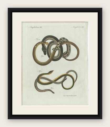 Original Antique Print of Four Slow Worms and Legless Lizards by Bertuch, 1802, shown framed