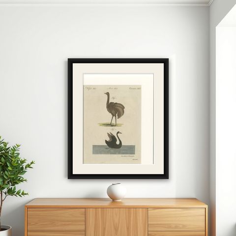 Antique Greater Rhea & Black Swan Engraving, Bertuch, 1798, shown framed on a wall