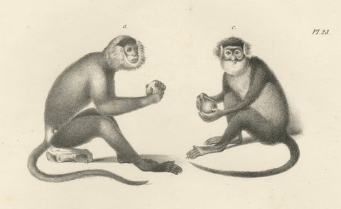 Spring Monkeys and Other Species, Lithographs by Last, 1836, Zoological Studies, close-up 2