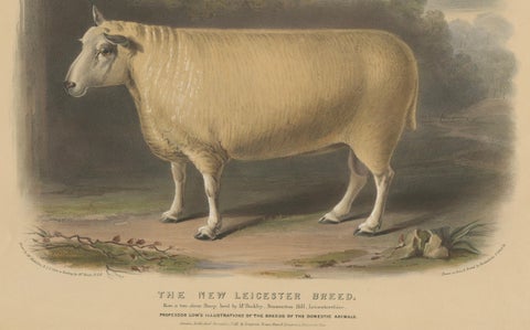 Old Lithograph of a Ram of the New Leicester Breed - 1841, close-up 1