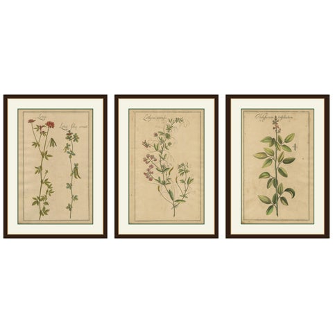 Rare Set of Botanical Engravings, Lotus, Lathyrus & Hedysarum, ca.1690