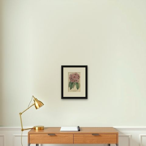 Tree Rhododendron: An Original Hand-Colored Engraving from 1845, shown framed on a wall