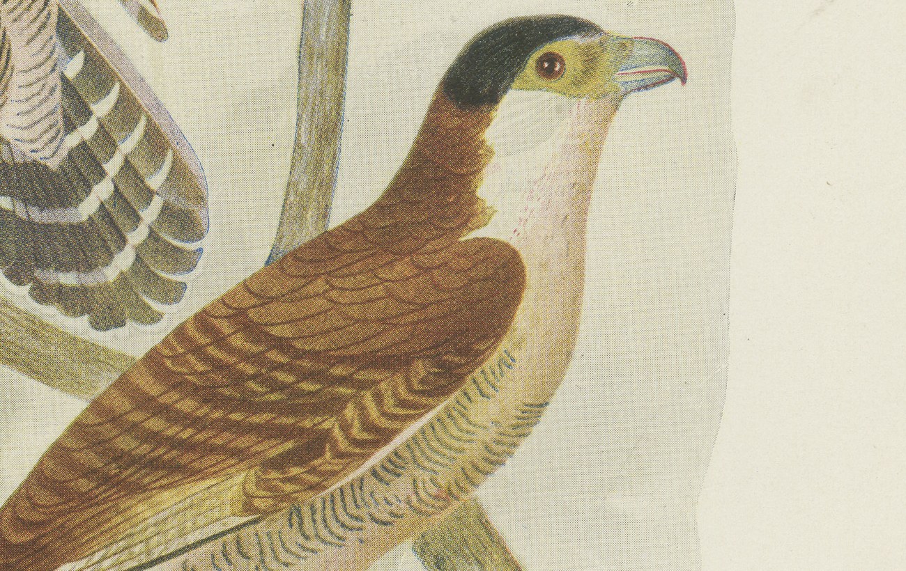 Falcons and Kestrels, Brazilian Bird Print, Descourtilz, 1944, view 5