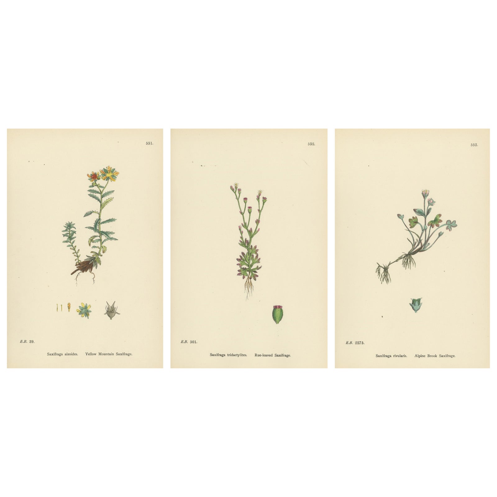 Hand-Colored Botanical Engravings of Yellow and Alpine Saxifrages, 1902