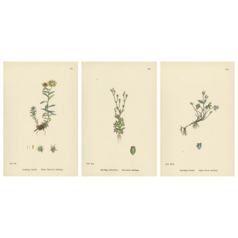 Hand-Colored Botanical Engravings of Yellow and Alpine Saxifrages, 1902