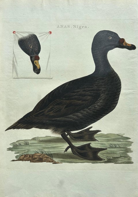 Common Scoter, Antique Bird Print ‘Anas Nigra’ by Nozeman & Sepp, 1770, view 3