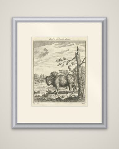 Old Print of a Bull or Bison from the French North America, Canada, Ca.1760, shown framed