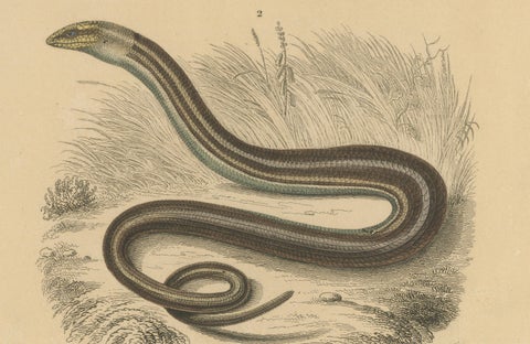 Lizard Print of Ocellated Skink and European Glass Lizard, c.1850, Orbigny, close-up 2