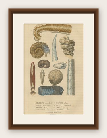 Ancient Marine Life: Handcolored Fossils of Cephalopods and Corals, 1845, shown framed