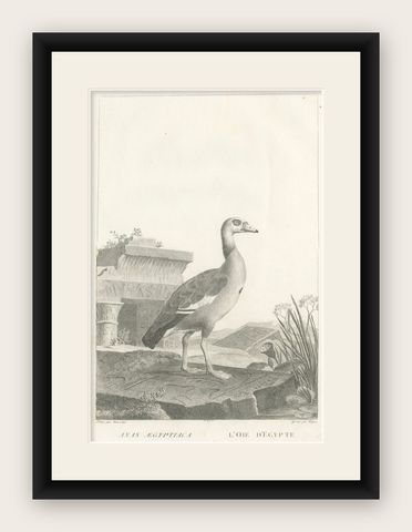Engraving of Egyptian Goose by Nicolas Maréchal and S.C. Miger, 1808, shown framed