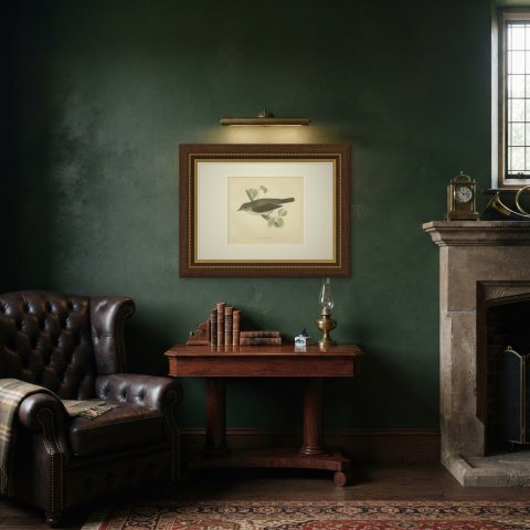 Garden Warbler on a Branch, Hand Colored Antique Bird Print, Morris, 1896, shown framed in a room