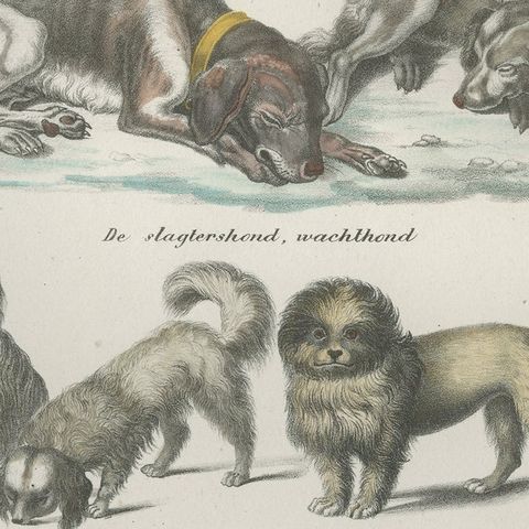 Antique Print of various Dog Breeds by Schinz '1845', close-up 2