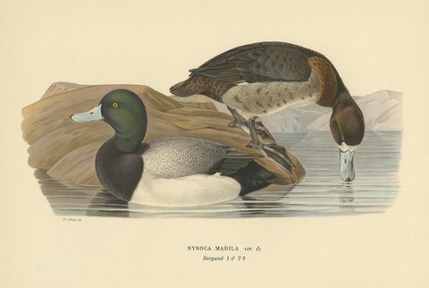 Antique Bird Print of the Greater Scaup by Von Wright, 1929, view 2