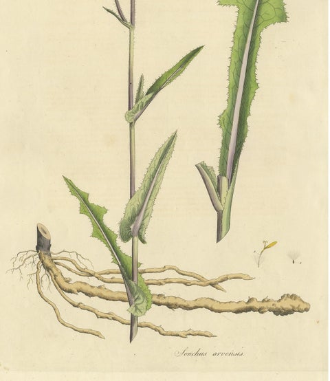 Antique Botany Print of the Sonchus Arvensis by Curtis, circa 1817, view 4