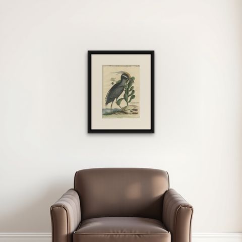 Hand-Colored Engraving of the American Crested Bittern by Seligmann, ca.1770, shown framed on a wall