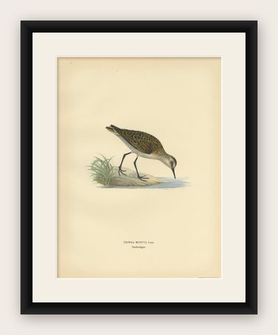 Antique Bird Print of the Little Stint by Von Wright, 1929, shown framed