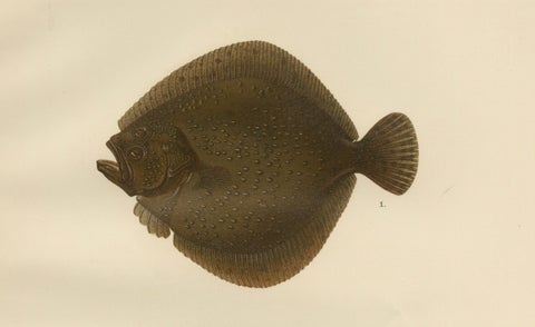 Turbot and Brill - Majestic Scandinavian Flatfish Lithograph, 1895, close-up 3