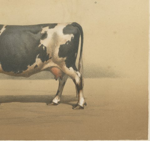 Breton Cow, French Cattle Breed, Antique Chromolithograph by Borie, 1863, close-up 3