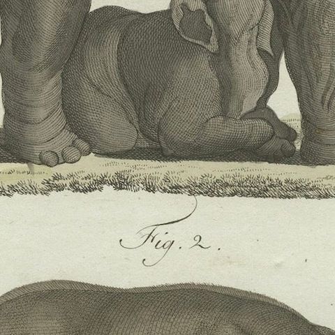 Rare 1802 Hand-Colored Print of Indian Elephants and Mythical Sukotyro, close-up 4