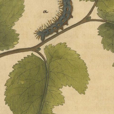 Butterfly, Caterpillar & Chrysalis on Leaves, Albin Hand-Colored Engraving 1720, close-up 5