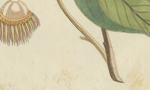 Rambutan Tropical Fruit Branch, Antique Bertuch Print, circa 1810, close-up 2