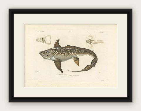 Antique Print of Arctic Chimaera Fish, Rare French Scientific Illustration 1845, shown framed