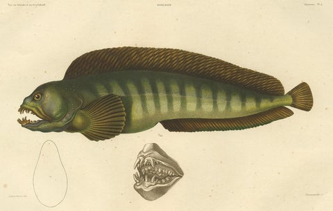 Stunning Hand-Colored Antique Print of the Atlantic Wolffish or Devil Fish, 1842, close-up 5