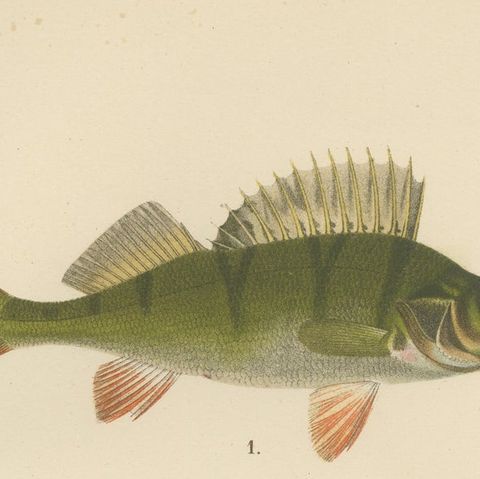 Perch, Pike-Perch, and Ruffe - Majestic Scandinavian Fish Lithograph, 1895, close-up 6