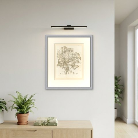 Fatsia Japonica, Aralia Japonica Flowering Branch Lithograph, 1858, shown framed on a wall