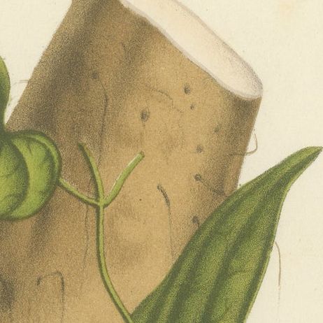 Botanical Illustration of Chinese Yam: Dioscorea Batatas, c.1855, close-up 5