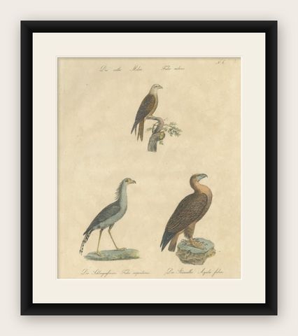 Antique Birds of Prey Lithograph by Karl Joseph Brodtmann, 1816, shown framed