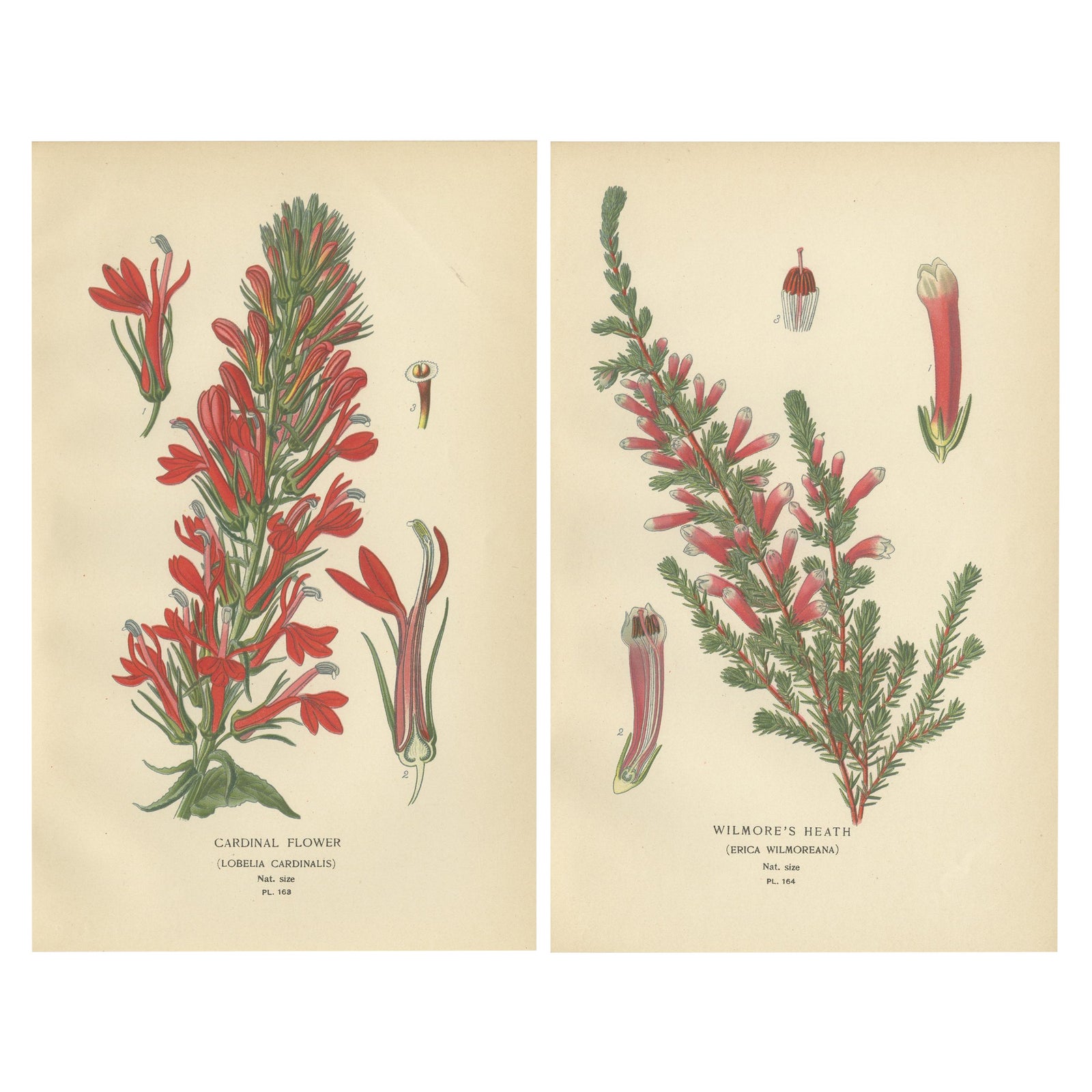 1897 Antique Botanical Prints, A Red Cardinal Flower and Wilmore's Heath