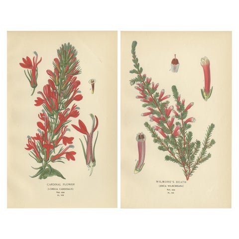 1897 Antique Botanical Prints, A Red Cardinal Flower and Wilmore's Heath
