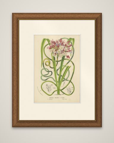Twining Brodiaea Botanical Illustration by Louis van Houtte, 19th Century, shown framed
