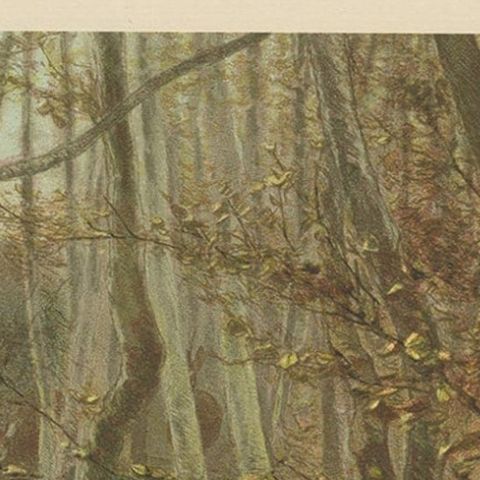 Antique Bird Print of The Woodcock by Prang, 1898, close-up 2