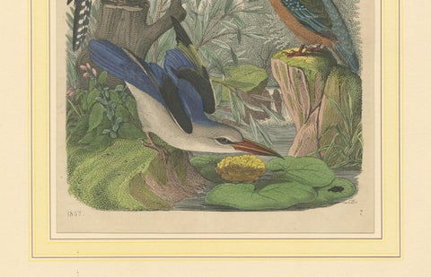 Hand-Coloured Lithograph of Kingfishers in Serenity: An 1852 Riverside Study, close-up 1