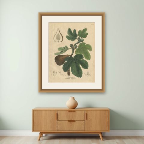 Antique Fig Botanical Print, Ficus Carica, Hand Colored, c.1831, shown framed on a wall