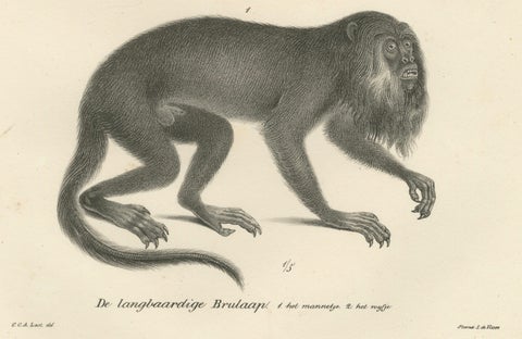 Forest Devil, Miriki & Long-bearded Howler Monkeys, Lithographs by C. Last, 1836, close-up 1